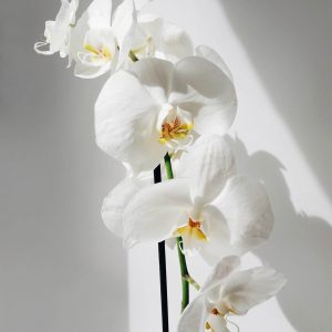 phaleno orchidea