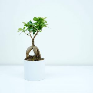 Bonsai Ficus Ginseng