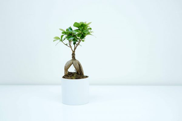 Bonsai Ficus Ginseng