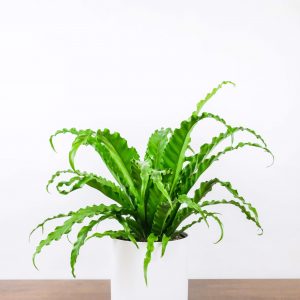 Asplenium