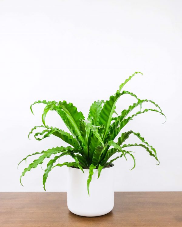 Asplenium