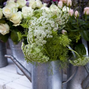 Home Page – Language of Flowers in alto Home Page - Language of Flowers in alto