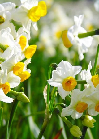 Narcissus poeticus Narcissus poeticus